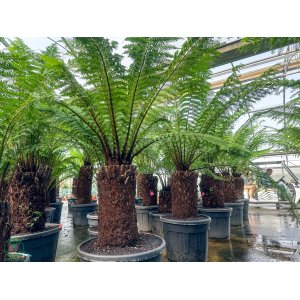Diksónia antarktická (Dicksonia antarctica) – výška 200-220 cm, výška kmeňa 50-60 cm,  kont.C60L